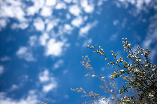 Australian native melaleuca branches with flowers reaching into a blue sky