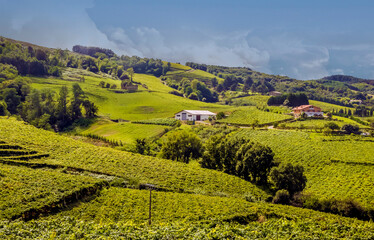 Fototapeta na wymiar Basque vineyards