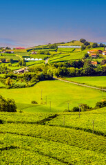 Vineyards near the sea
