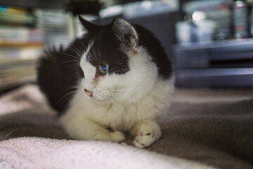 cat