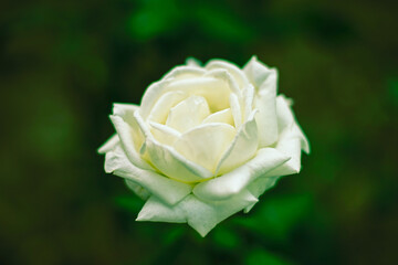 Beautiful big white rose growing in the garden, one lush opened flower closeup