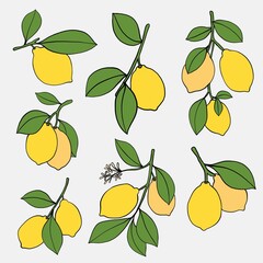 doodle freehand sketch drawing of lemon fruit collection.