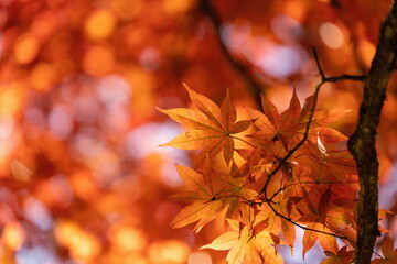 Autumn leaves at Mt. daisen , red and yellow leaves , manno town, Kagawa, Shikoku, Japan