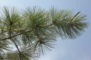 Fototapeta premium pine tree branches