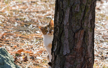 木の陰からこちらを見る三毛猫