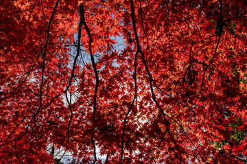 深紅の紅葉