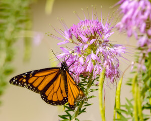 Monarch on Bee Balm