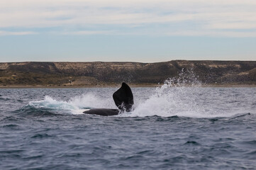 Fototapeta premium Sohutern right whale jumping, endangered species, Patagonia,Argentina