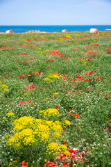 Field of colorful wild flowers by a sea coast, beautiful summer rural landscape