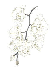 White orchid isolated on white background