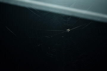 spider on web