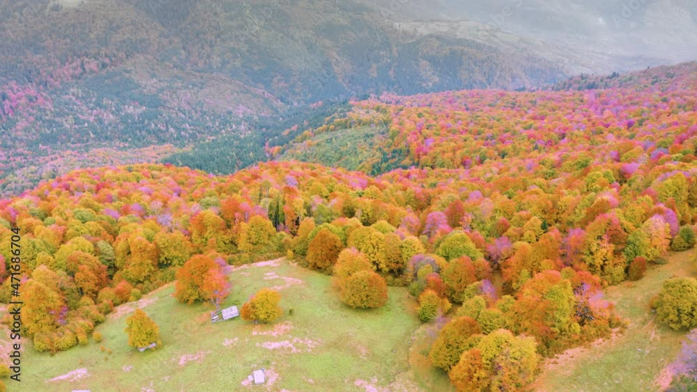 Wall mural Wild tourist spots. Autumn beech and coniferous forest Carpathians Ukraine in October, beautiful red and yellow orange colors. Aerial view video drone copter