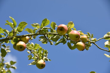 Pommes sur l'arbre au jardin