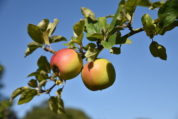 Pommes sur l'arbre en été