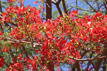 Royal Delonix blooming (Delomix Regia)