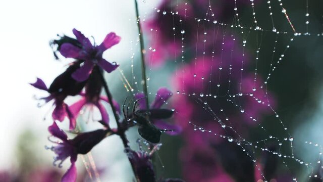 Spider's web. Creative. A small spider sits on its web next to a purple small orchid.