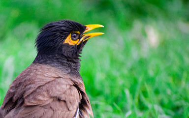 Common Myna Close-up shot