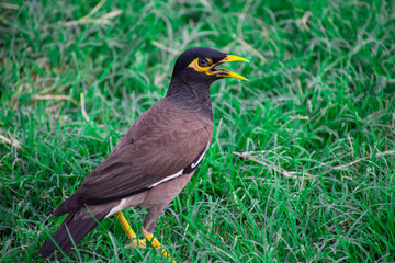 Myna in the grass