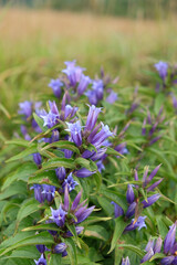 Gentiana asclepiadea, the willow gentian, is a species of flowering plant of the genus Gentiana