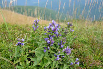Gentiana asclepiadea, the willow gentian, is a species of flowering plant of the genus Gentiana