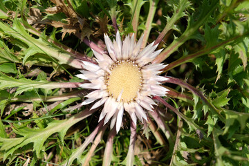 Carlina acaulis, the stemless carline thistle, dwarf carline thistle, or silver thistle, is a perennial dicotyledonous flowering plant in the family Asteraceae