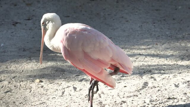 Roseate Spoonbill tropical water bill; pink and white plumage, standing on one leg in bird sanctuary, west coast of Florida