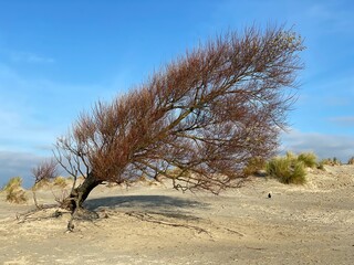 Ein Windflüchter genannter Baum ohne Blätter steht im Herbst am Strand der Insel Borkum.