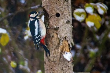 Buntspecht an einem Pfahl