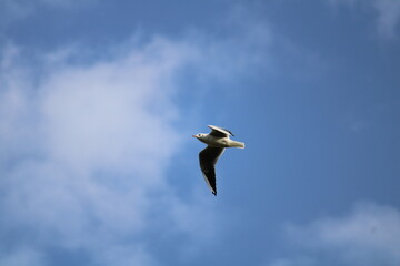Fototapeta na wymiar Flying Seagull 