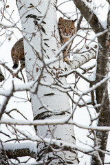 Bobcat (Felis rufus) standing in a Wisconsin poplar tree in November