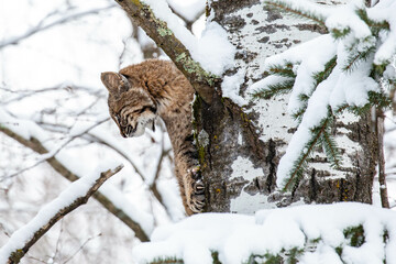 Fototapeta na wymiar Bobcat (Felis rufus) looking down in a snow covered Wisconsin poplar tree in winter