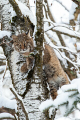 Bobcat (Felis rufus) climbing in a Wisconsin poplar tree in November