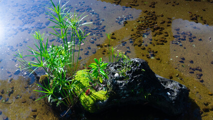 小川の水辺に生えた水草