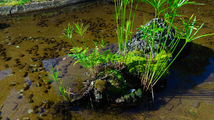 小川の水辺に生えた水草