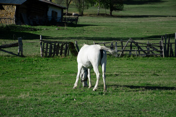 Naklejka premium White horse in the foreground and blurred autumn scenery with old houses in the background. Autumn landscape with white horse