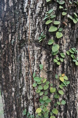 green ivy on the old tree design for Symbiosis concept