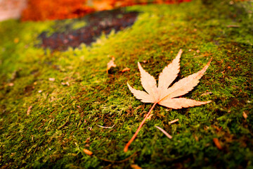 苔と落ち葉