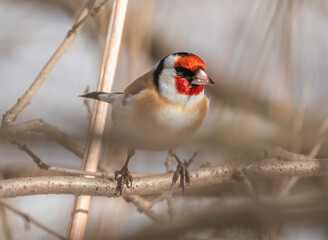 Goldfinch sitting on a tree branch