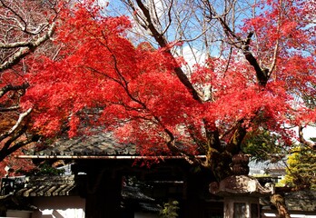三井寺（滋賀県）の紅葉