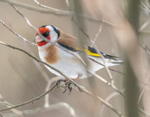 Goldfinch sitting on a tree branch