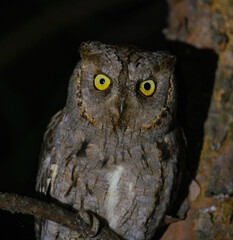 Scops owl sits on a tree at night in the rays of light