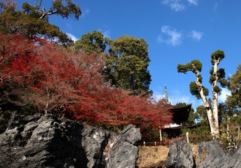三井寺の紅葉