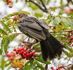 Thrush eats rowan berries