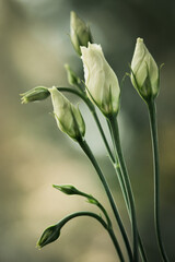 Kwiaty - Eustoma