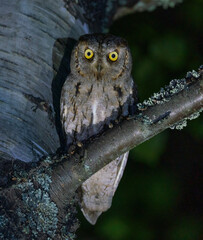 Scops owl sits on a tree at night in the rays of light