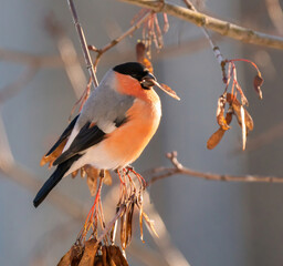 A bullfinch male on a tree branch eats leaves