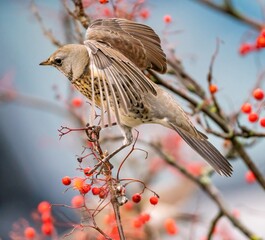Thrush eats rowan berries