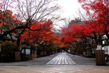 石山寺の紅葉