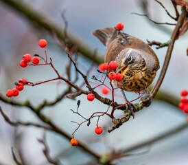 Thrush eats rowan berries
