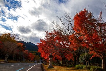 日吉神社の紅葉